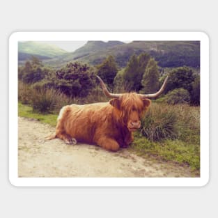 Highland cow, retro nature photography Magnet